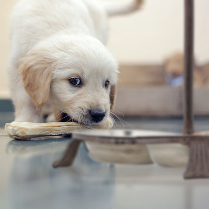3 gamelles pour chien avec poignées