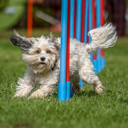 Agility pour chiens Seesaw