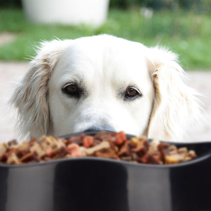 Gamelle anti-éjection pour chien