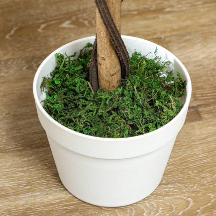 Plante artificielle en pot de ciment - Blanc, 90 cm, lot de 2