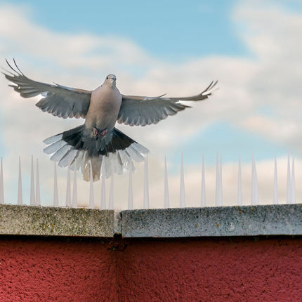 Pics anti-oiseaux, lot de 4