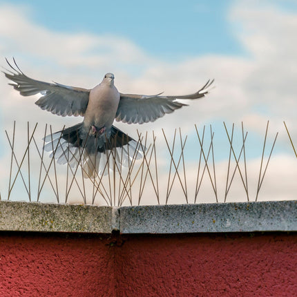 Pics anti-oiseaux, lot de 6