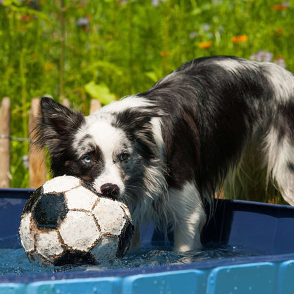 Blauer Hundepool