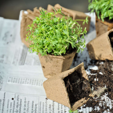 Pots de culture, 200 pièces, avec étiquette