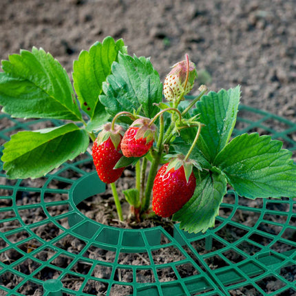 Ausstecher für Erdbeeren, 20 Stück