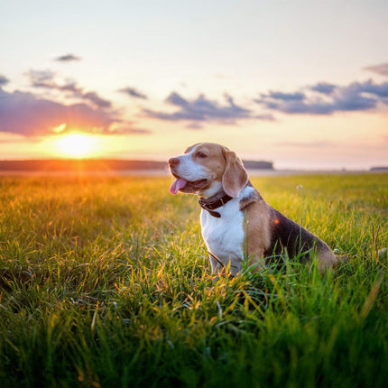 Statue d'ange commémorative pour chien - Résistante aux intempéries, design ailé