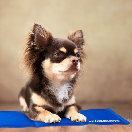 Tapis pour chien bleu