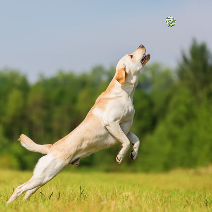 Hundespielzeug-Set 5-teilig