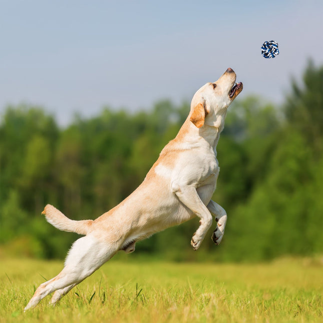 Ensemble de jouets pour chien en 4 parties