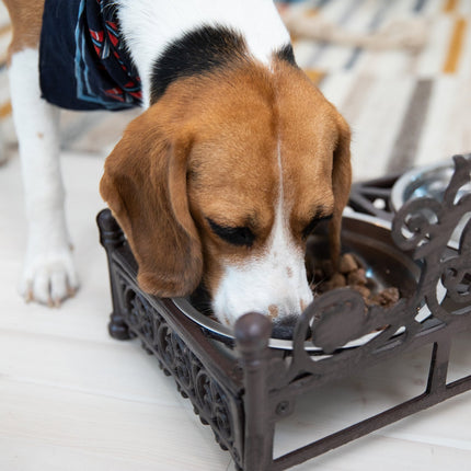 Fonte comestible pour chiens