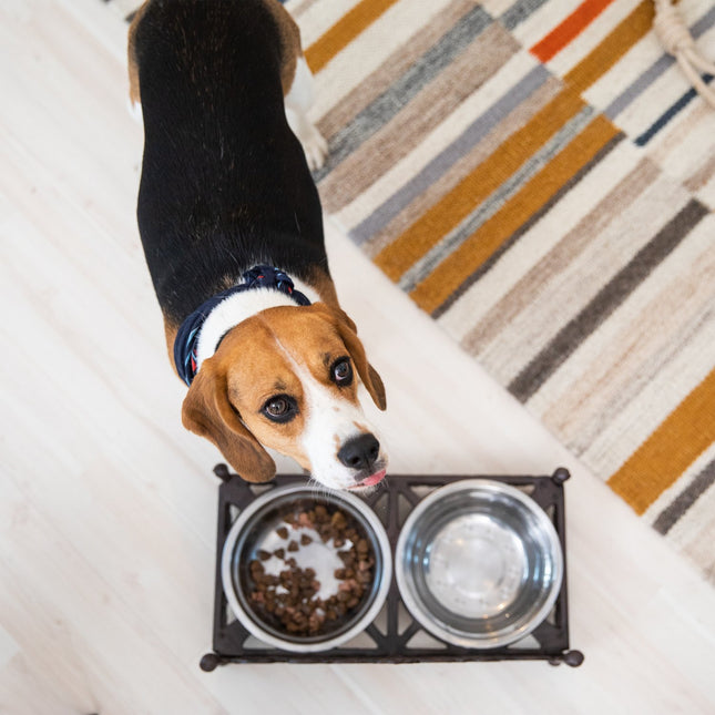 Essbares Gusseisen für Hunde
