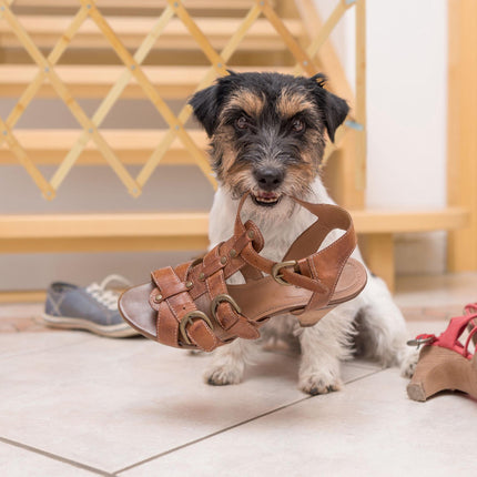 Barrière extensible en bambou pour chien