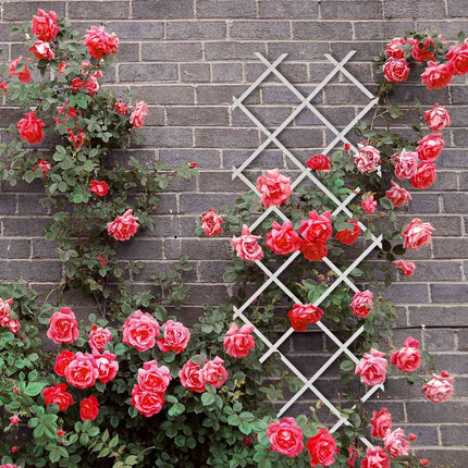 Ensemble de treillis extensibles pour plantes, 180 x 60 cm, lot de 3