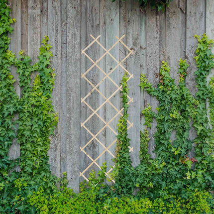Ensemble de treillis extensibles pour plantes, 180 x 60 cm, lot de 3