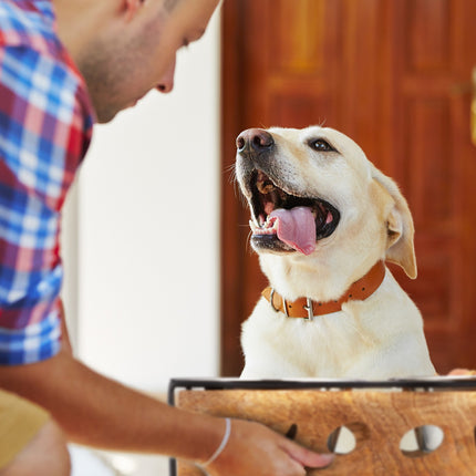 Futterstation „Wuff“ für Hunde
