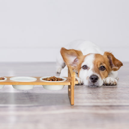Station d'alimentation pour chiens réglable en hauteur