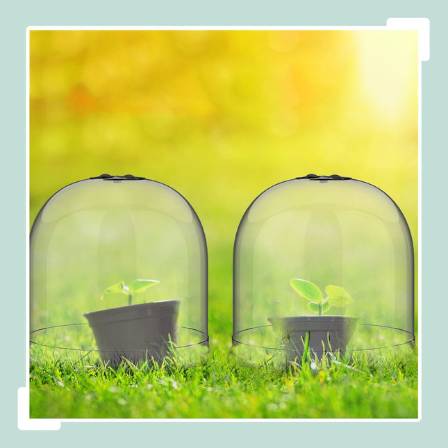 Cloches pour plantes de jardin, lot de 10 - Protection contre les insectes et les intempéries