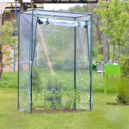 Tomatenanbau im Gewächshaus