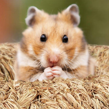 Ensemble d'accessoires pour hamster 5 pièces.