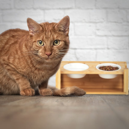 Height-adjustable feeding station for cats