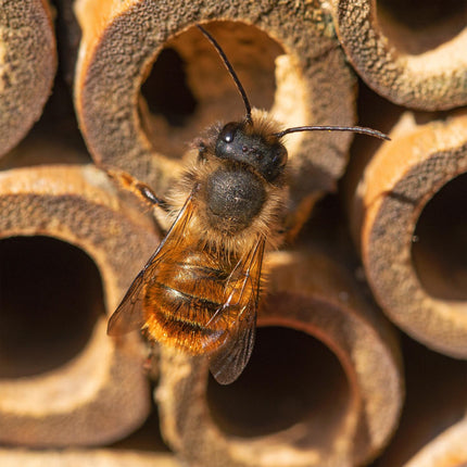 Hôtel à insectes hexagonal pour abeilles