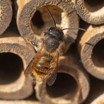 Hôtel à insectes pour abeilles avec toit vert