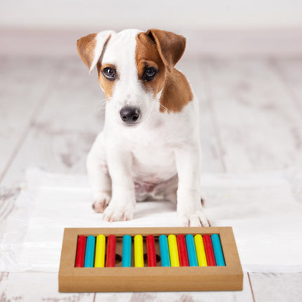 Jouets intelligents pour chiens