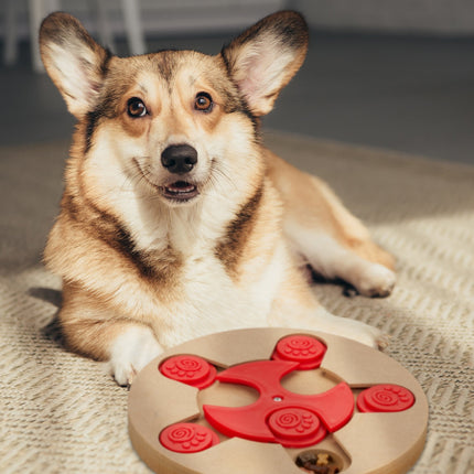 Jouets intelligents pour chiens