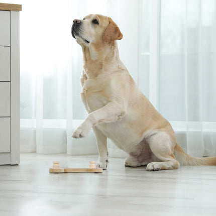 Jouets intelligents pour chiens