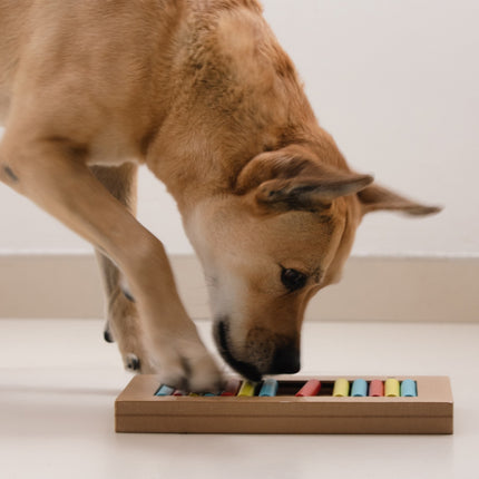 Jouets intelligents pour chiens