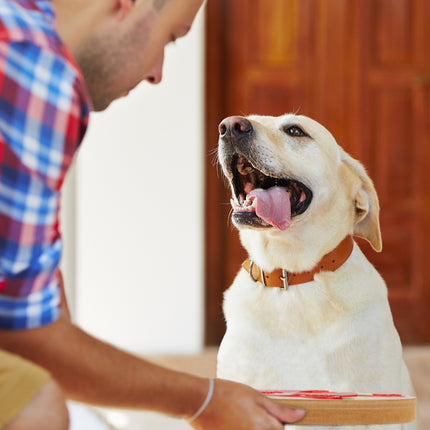 Jouets intelligents pour chiens