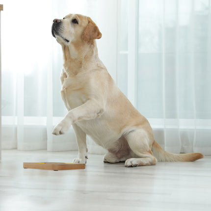 Jouets intelligents pour chiens
