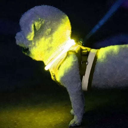 LED-leuchtendes Halsband Purlov 21631