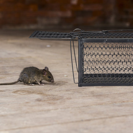 Piège vivant pour souris et rats
