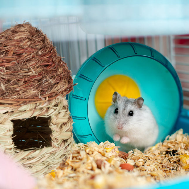 Nid d'oiseau en forme de champignon