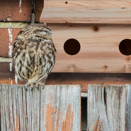 Nest für Stare