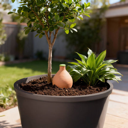 Pot d'irrigation Olla, 3 L, en argile poreuse, économe en eau