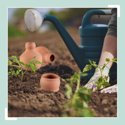 Ollas pour l'irrigation 550 ml, lot de 3