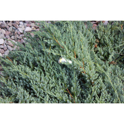 Optica Gartenstrahler Aluminium
