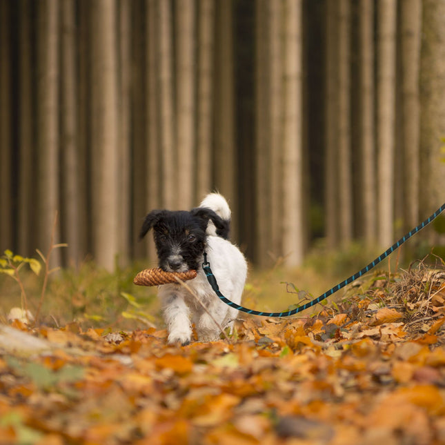 Laisse rembourrée pour chien noire 150 cm