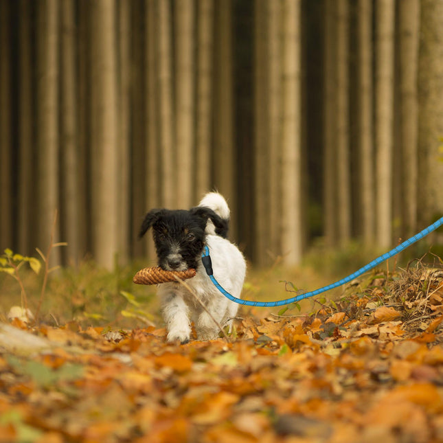 Laisse rembourrée pour chien bleue 150 cm