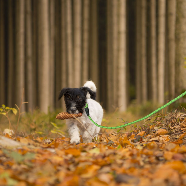 Laisse rembourrée pour chien verte 150 cm