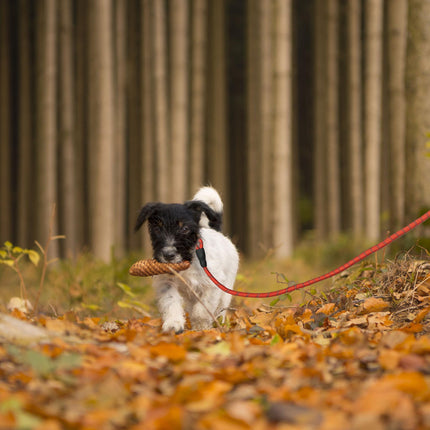 Laisse rembourrée pour chien rouge 150 cm