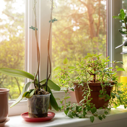 Lot de 120 pinces à plantes