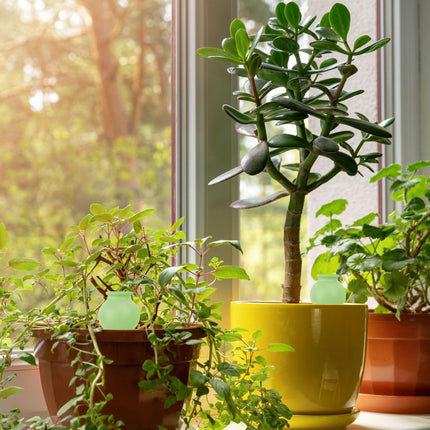 Ensemble de distributeurs d'eau pour plantes - Globes d'arrosage automatique