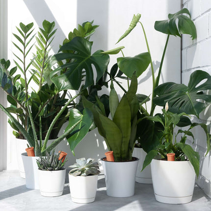 Système d'arrosage automatique à picots pour plantes, lot de 8