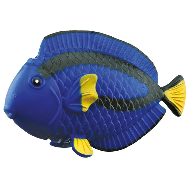 Riff-Kumpel, Paletten-Doktorfisch
