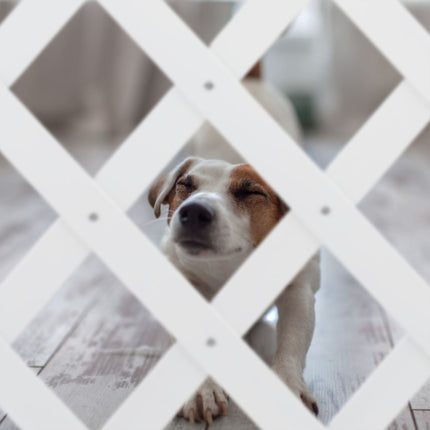 Ausziehbares Hundegitter in Weiß