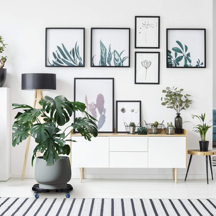 Rouleau rétractable pour plantes