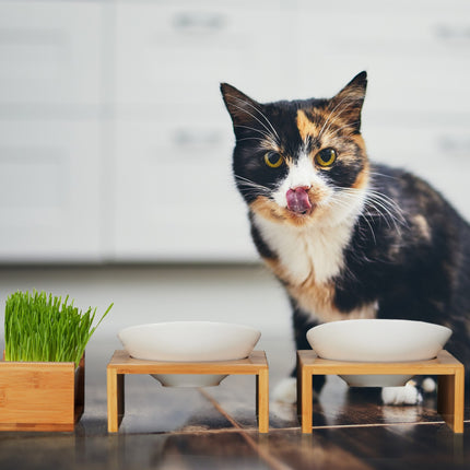 Ensemble avec gamelle pour chat et gamelle pour herbe pour chat